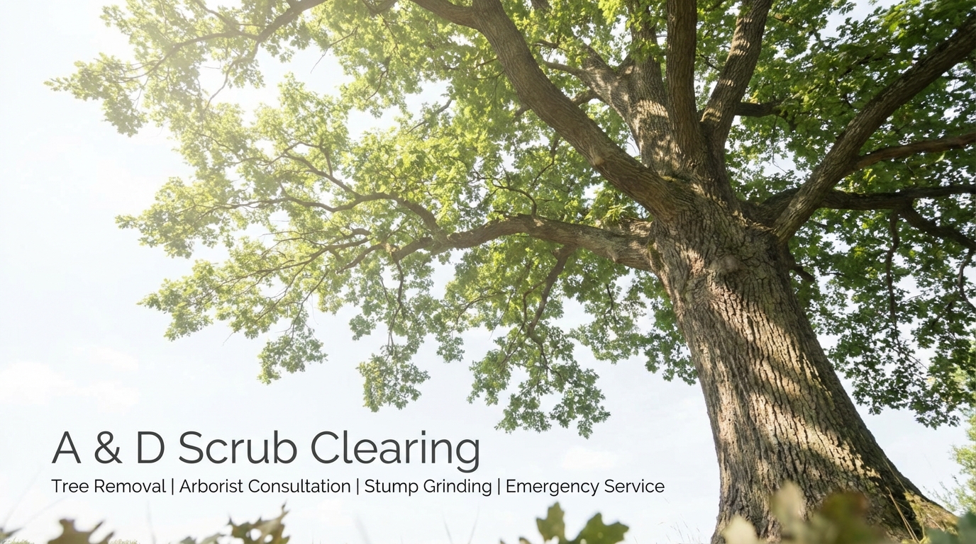 Majestic Tree Canopy